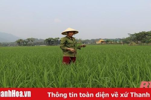 Xây dựng vùng lúa thâm canh năng suất, chất lượng cao ở khu vực miền núi