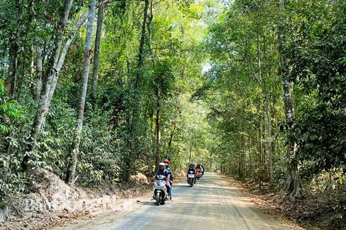 Bảo vệ rừng là yêu cầu tiên quyết