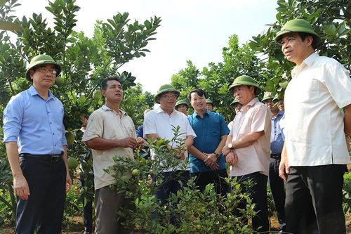Chủ tịch UBND tỉnh Bùi Văn Quang nghe báo cáo kế hoạch, định hướng phát triển vùng bưởi tập trung năm 2021