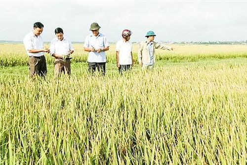 Vĩnh Linh đẩy mạnh tái cơ cấu ngành nông nghiệp
