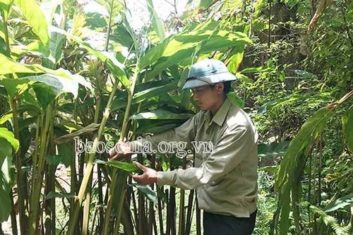 Hướng phát triển của HTX Dược liệu Háng Đồng