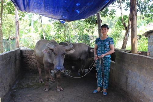 Thanh Hóa: Nhiều gia đình thoát nghèo bền vững nhờ vay vốn của Ngân hàng Chính sách xã hội huyện Ngọc Lặc