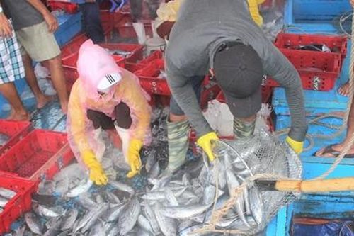 Tàu tấp nập vào bờ, ngư dân hối hả bán cá tránh bão