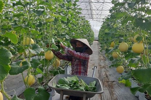 Hà Nội: Đẩy mạnh phát triển hợp tác xã nông nghiệp