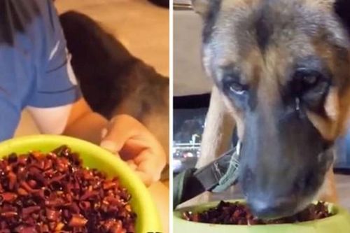 Phẫn nộ clip chú chó chảy nước mắt vì bị chủ ép ăn cả tô ớt để quay mukbang câu 'like'