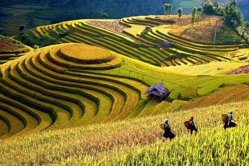 Tháng 9 lên Mù Cang Chải