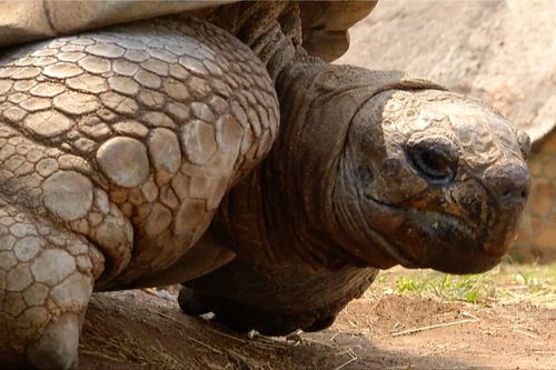 Rùa 300 tuổi biết dự báo thời tiết ở Zimbabwe