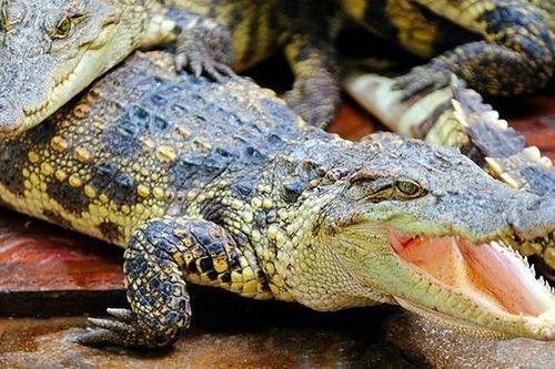 10.000 tỷ đôla Zimbabwe cho nghiên cứu được trao giải Ig Nobel