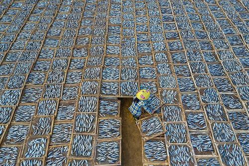 Cảnh phơi cá ở Việt Nam vào top ảnh đẹp quốc tế