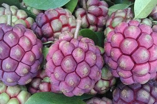 TP Hồ Chí Minh: Phát sốt với na rừng 'khổng lồ', giá vài trăm nghìn một quả