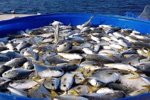 Sản phẩm từ biển: Nguồn thực phẩm an toàn, giàu dinh dưỡng