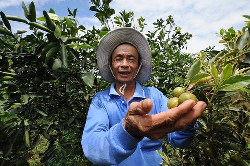 Lão nông tăng thu nhập từ vườn tắc cẩm thạch