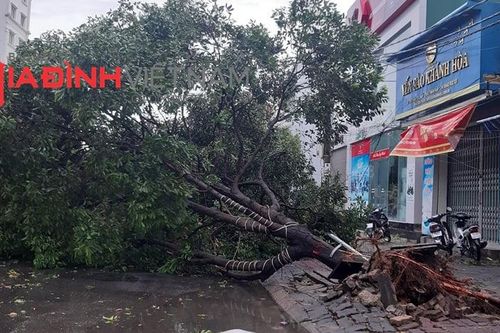 Thừa Thiên Huế: Bão càn quét, xe cộ, cây cối bị quật đổ