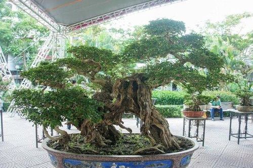 Bất ngờ với cây găng mọc hàng rào có thân 'quái' hiếm gặp hàng 100 tuổi thu hút giới chơi cây cảnh