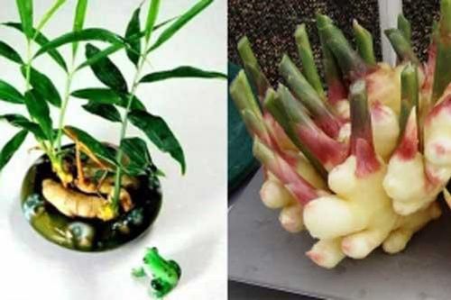 Cách trồng gừng tại nhà không cần đất nhanh lớn, nhiều củ
