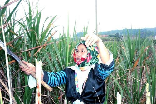 Nghệ An: Sức sống mới ở Tri Lễ