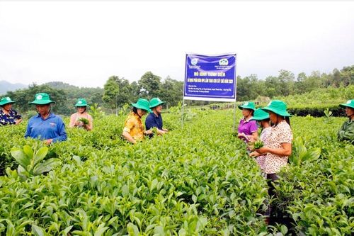 Hiệu quả từ mô hình chè sử dụng phân bón NPK-S Lâm Thao hàm lượng cao