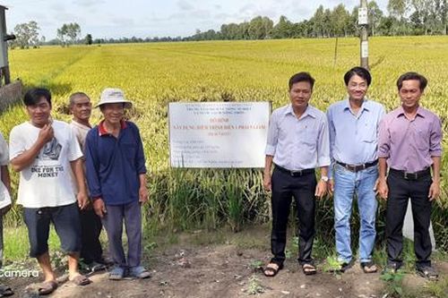 Mô hình '1 phải 5 giảm' giúp nông dân tiết kiệm chi phí sản xuất, giảm giá thành sản phẩm