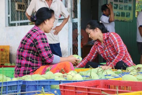 Giá xoài cát chu giảm