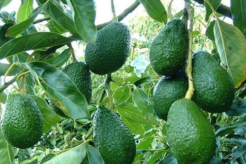 Khá giả nhờ trồng bơ