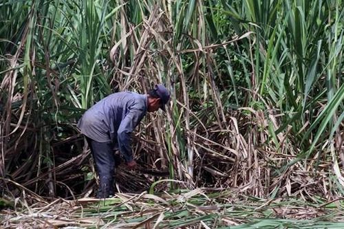 Mía đường vượt khó khăn kép