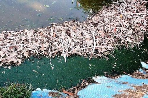 Quảng Nam: Trang trại nuôi heo gây ô nhiễm môi trường