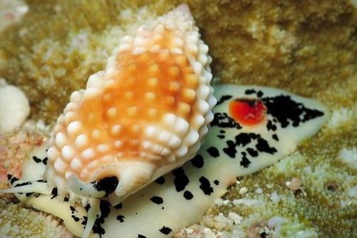 Dấu hiệu nhận biết người bị ngộ độc ốc biển