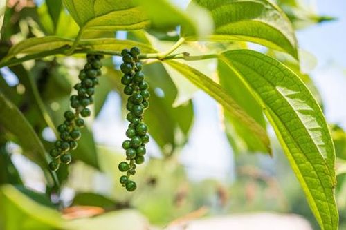 Giá tiêu hôm nay 19/9: Tăng nhẹ, chờ đợi lực đẩy từ thị trường Ấn Độ