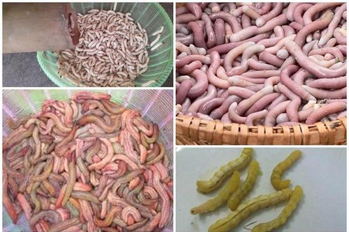 Kinh hãi đặc sản khiến 'thượng đế' nổi da gà giá chát
