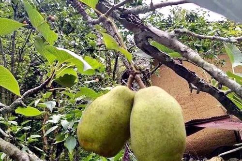 Đặc sản Hà Giang mát lịm, ngọt như đường đánh dạt hàng Trung Quốc