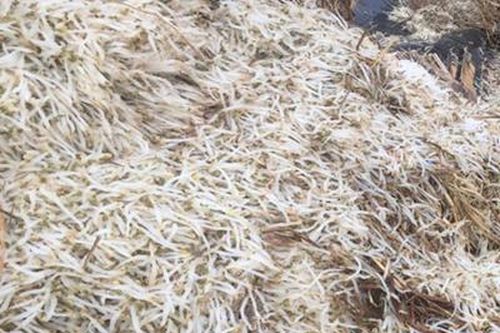 Kinh hãi trước công nghệ làm cho thân giá mập, đẹp mắt