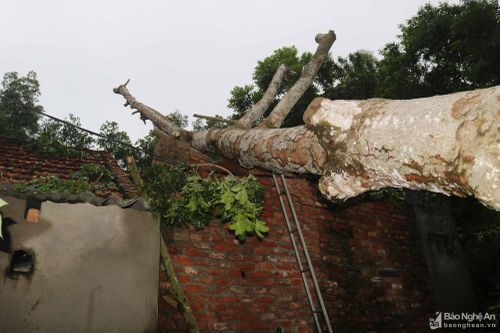 Người dân Thanh Chương khắc phục thiệt hại sau bão số 5