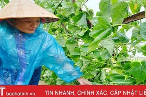 Sau bão số 5, vựa rau Tượng Sơn có nguy cơ mất trắng