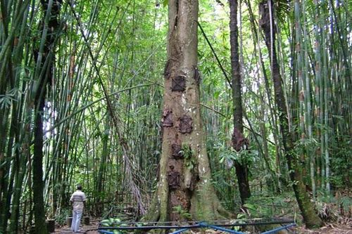 Kỳ lạ nghi lễ chôn cất hài nhi trong thân cây ở Indonesia