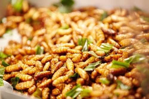 4 loại ấu trùng Việt Nam vừa ngon vừa sợ