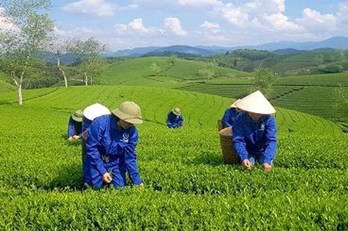 Nâng cao vị thế sản phẩm chè Đất Tổ
