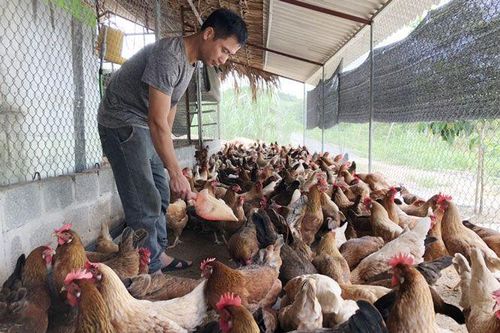 Thúc đẩy sản xuất gắn với tiêu thụ sản phẩm