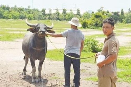 Bắt nhóm chuyên dùng xe tải trộm trâu bò