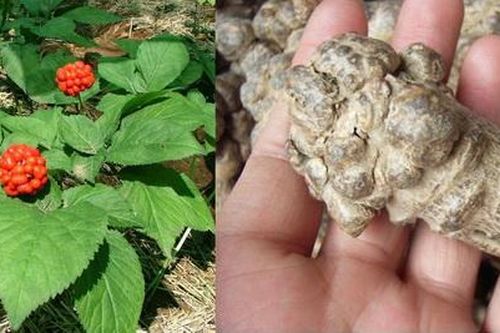 Tam thất - thuốc tư bổ cường tráng, tán ứ, chỉ huyết