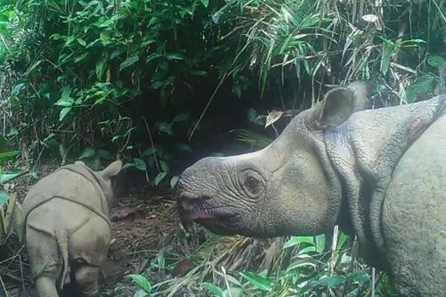 Indonesia phát hiện 2 tê giác non thuộc loài bị đe dọa tuyệt chủng