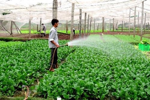 Huyện Đông Anh: Giá trị sản xuất nông nghiệp đạt 267 triệu đồng/ha
