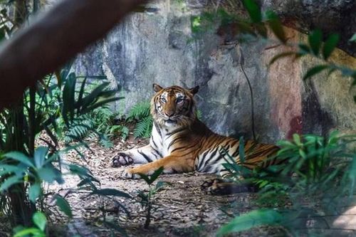 Làn sóng tuyệt chủng động vật đang tăng tốc