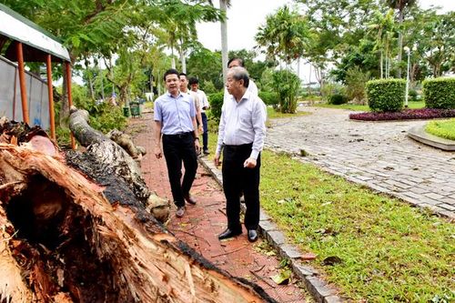 Thừa Thiên - Huế sẽ trồng mới hệ thống cây xanh, đảm bảo chống chịu được gió bão