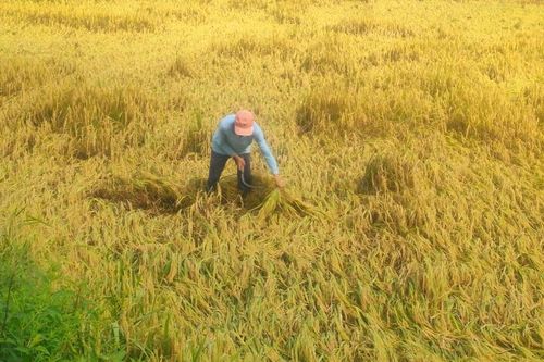 Cà Mau: Hơn 30 ha lúa bị thiệt hại do ảnh hưởng bão số 5