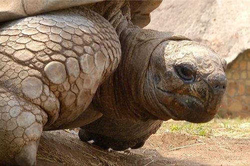 Rùa 300 tuổi có biệt tài dự báo thời tiết