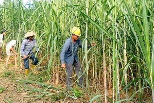 Dù được lùi hạn ngạch thuế quan nhưng ngành mía vẫn khó thích ứng được với hội nhập
