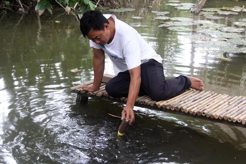 Độc chiêu dạy cá 'bú bình', bón rau bằng sữa chua hết 'đát'