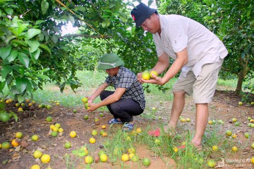 Vì sao cam Vinh ở Quỳ Hợp rụng ngày càng nhiều?