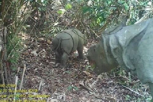 Phát hiện 2 cá thể tê giác Java quý hiếm tại Indonesia