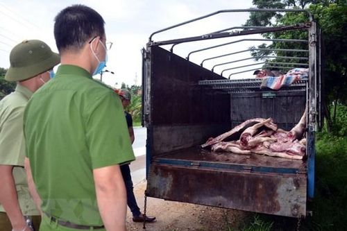 Gần 1 tấn lợn và thịt lợn dương tính với virus dịch tả lợn Châu Phi suýt được tuồn ra thị trường
